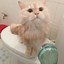 Image result for Funny Cat Shower