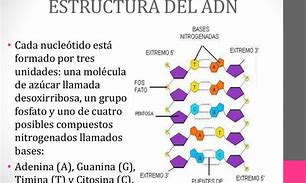 Image result for Caracteristicas Del ADN