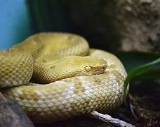 Image result for Snake Iceland