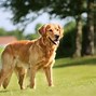 Image result for Biggest Dog in the World That Live Long