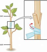 Image result for Grafting in Apple Plant Diagram