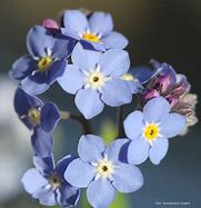 Image result for What Does a Forget Me Not Flower Look Like