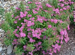 Image result for Spiraea japonica Neon Flash