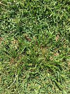 Image result for Sedge Lawn