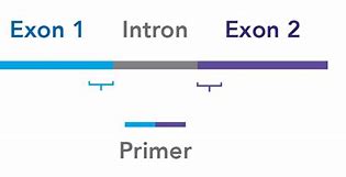 Image result for Exon-Exon Junction Primer