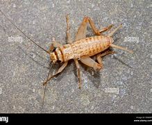 Image result for House Cricket