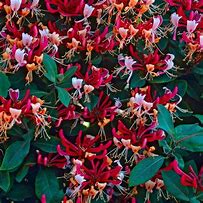 Image result for Lonicera periclymenum serotina