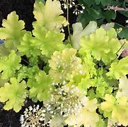 Image result for Heuchera Lime Marmelade