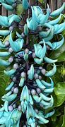 Image result for Vines in Nature