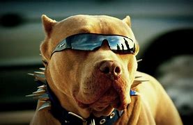 Image result for Dog with Swag