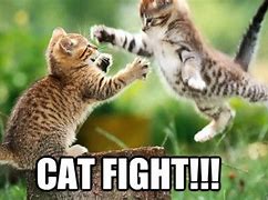 Image result for Funny Two Cats Fighting Meme