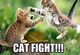 Image result for Cat Fighting Meme