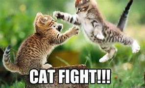 Image result for Cat Fight Meme