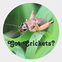 Image result for Cricket Fun Bummer Stickers