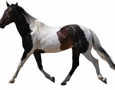 Image result for Baby Blue White Horse Background
