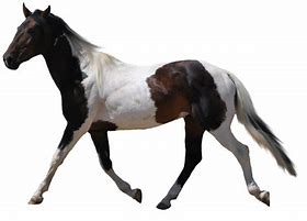 Image result for Horse White Background