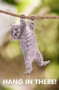 Image result for Hang in There Classic Meme
