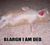 Image result for Laying Down Dead Cat Meme