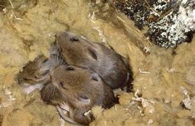 Image result for Rats and Mice Infestation