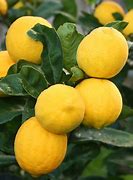 Image result for Meyer Lemon Tree