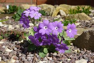 Image result for Primula marginata