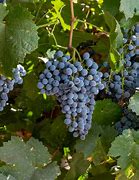 Image result for graciano
