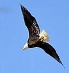Image result for Soaring Eagle Pictures Free