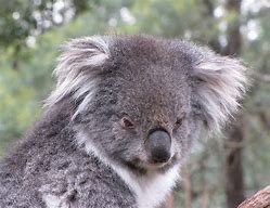 Image result for Sad Koala