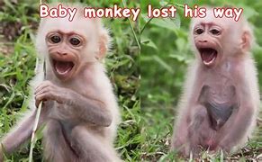 Image result for Baby Monkey Scared Meme