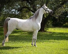 Image result for Arabian Horse Pictures