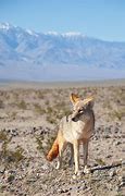 Image result for Wile E. Coyote Desert