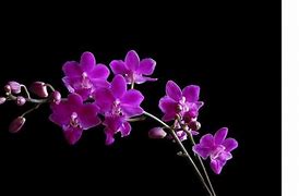 Image result for Purple Orchid Wallpaper