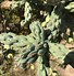 Image result for New Mexico Cactus