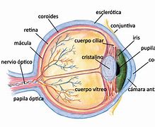 Image result for Partes Del Ojo Pareo