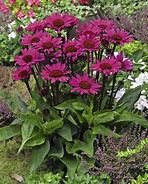Afbeeldingsresultaten voor Echinacea purpurea Fatal Attraction ®