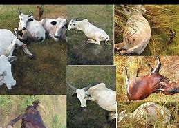 Image result for 911 Kenya Cows
