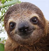 Image result for Scary Sloth