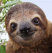 Image result for Sloth Portrait