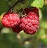 Image result for Rubus idaeus Glen Ample