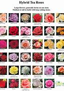 Image result for HT Roses