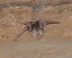 Image result for Trident Leaf-Nosed Bat