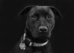 Image result for Pit Bull Grey