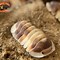 Image result for Cappuccino Isopods