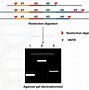 Image result for DNA Fingerprinting Method