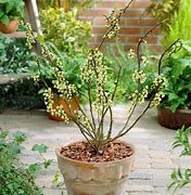 Image result for Stachyurus chinensis Celina