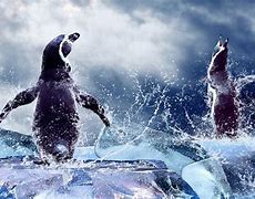 Image result for Penguin Desktop