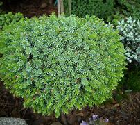 Image result for Picea omorika Fuchs
