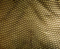 Image result for Dragon Scales Texture Drawing