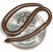 Image result for Smallest Type of Snake