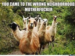 Image result for Funniest Llama Memes